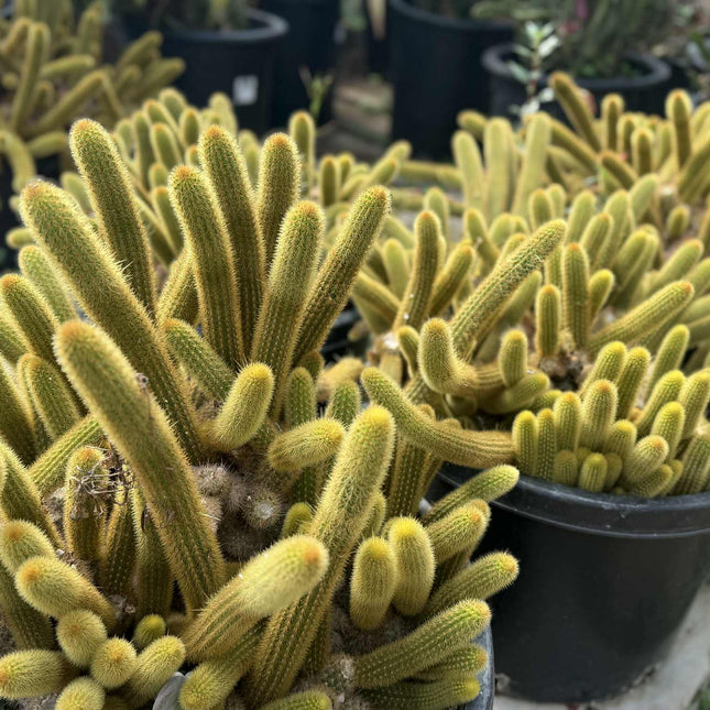 Golden Monkey Tail Cactus – Cleistocactus winteri  live plant