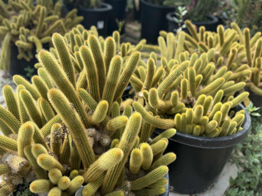 Golden Monkey Tail Cactus – Cleistocactus winteri  live plant