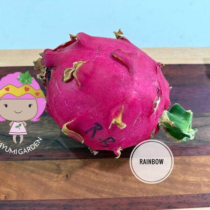 Rainbow Dragon Fruit live cutting 12"