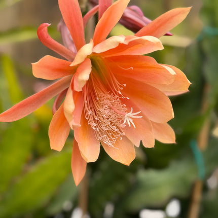 King Midas Epiphyllum live cutting