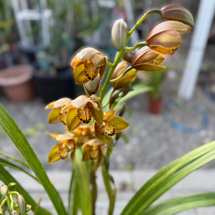 Rare Cymbidium Pedro H hybrid Orchid (boat orchid) live plant