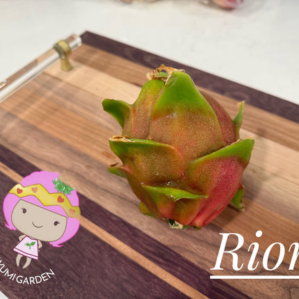Riona Dragon Fruit live cutting (12")