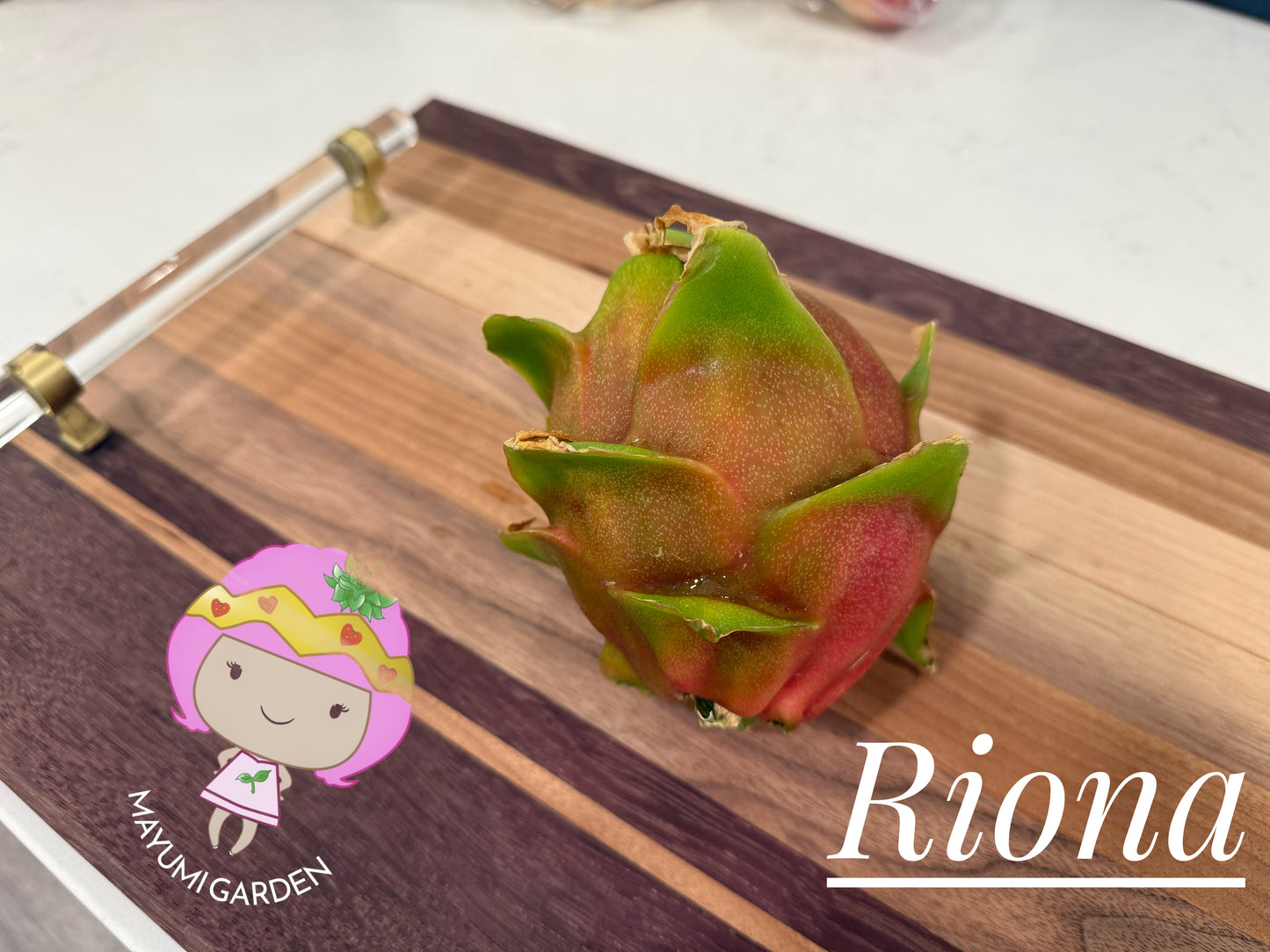 Riona Dragon Fruit live cutting (12")