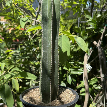 Mexican Fence Post "Pachycereus marginatus" Live Plant