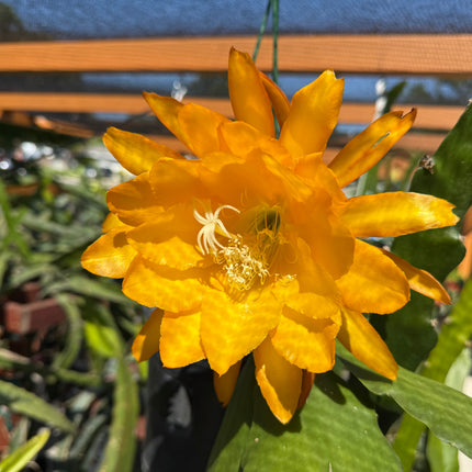 Bold Gold Epiphyllum live cutting
