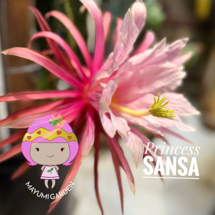 🌱 Princess Sansa