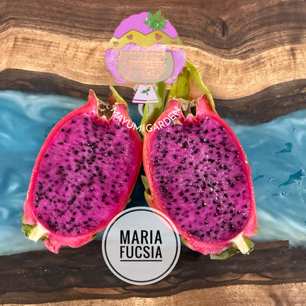Maria Fucsia