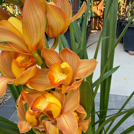 Cymbidium Here Comes the Sun 'Mother’s Gold'