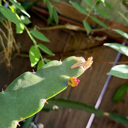 Asunta 6 Dragon Fruit Live Cuttings (12") (Official Asunta 6)