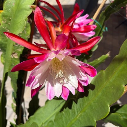 Rare Clown Epiphyllum live cuttings