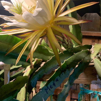 Mayumi Red Dragon fruit cutting 12"