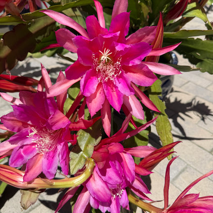 Circus Circus Epiphyllum live cuttings