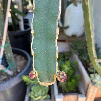 Ocamponis Grilla, Albino, Red and Purple cuttings and rooted plants