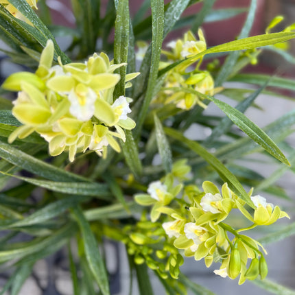 Cymbidium Orchid Sarah Jean "Jennifer" (Miniature Boat Orchid Lime Green) live plant