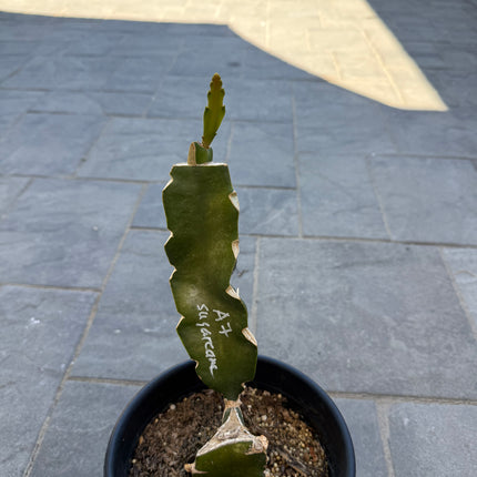 Asunta 7 Sugarcane dragon fruit grafted plant🌸