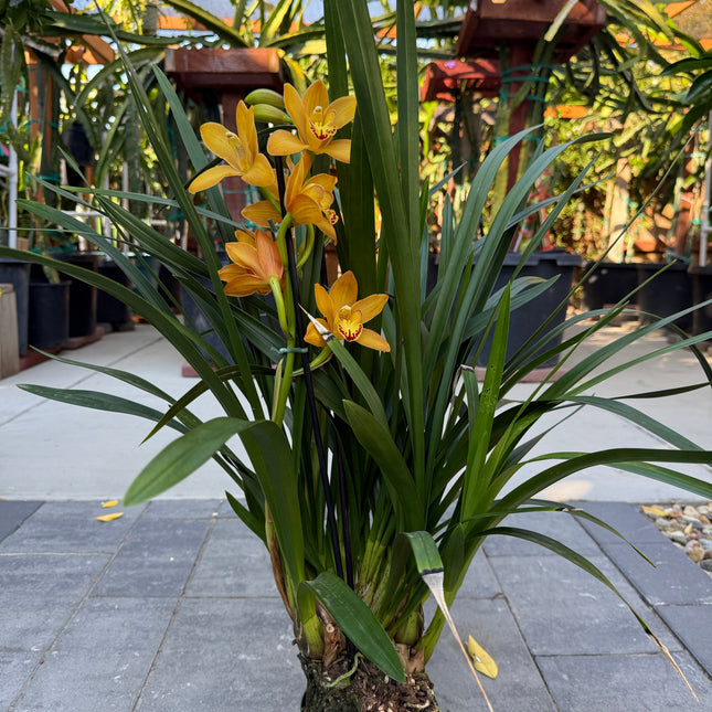 Cymbidium Warm Orange