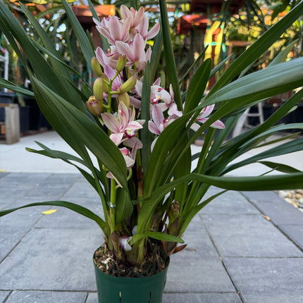 Cymbidium Romantic Sakura