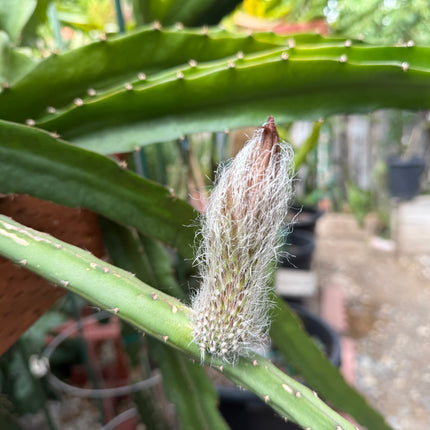Princess of the Night cactus live cuttings (12”)