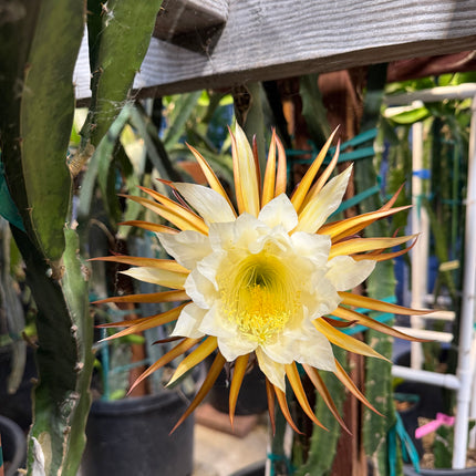 Black Dragon and Black Afrikanis dragon fruit live cutting 12”