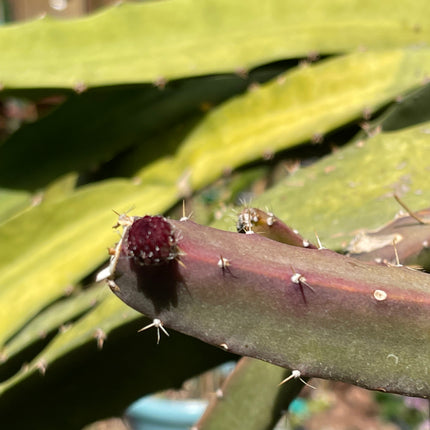 Black Dragon and Black Afrikanis dragon fruit live cutting 12”