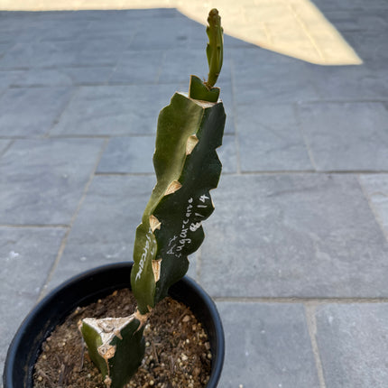 Asunta 7 Sugarcane dragon fruit grafted plant🌸