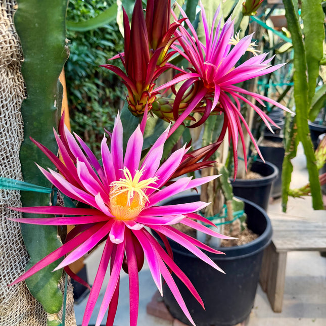 Connie Mayer dragon fruit live cutting (12")