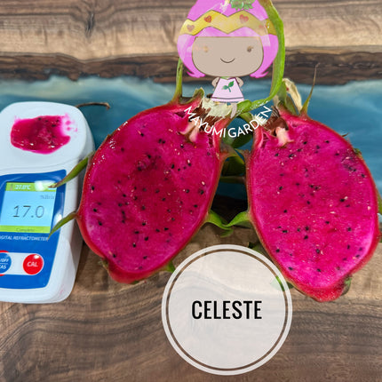 Celeste