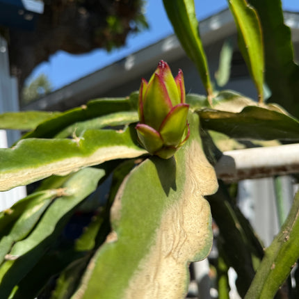Queen Daenerys dragon fruit live cuttings and rooted plants
