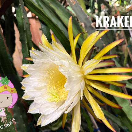 Kraken (Erongka- Purple Ocamponis) dragon fruit live cuttings 12”