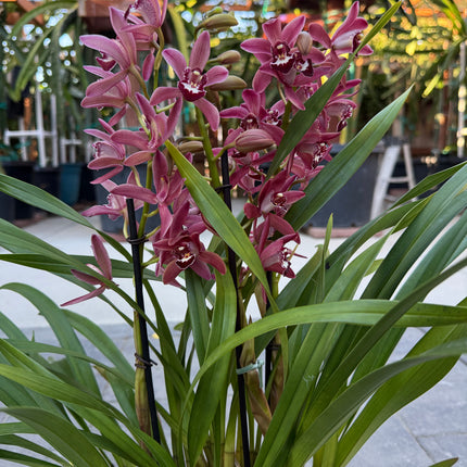 Cymbidium ensifolium (Burgundy)