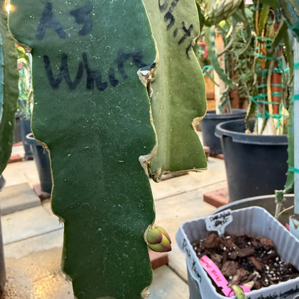 Asunta 5 White dragon fruit cuttings 12"