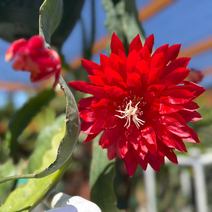 Kiwi Playboy Epiphyllum (rare) live cutting