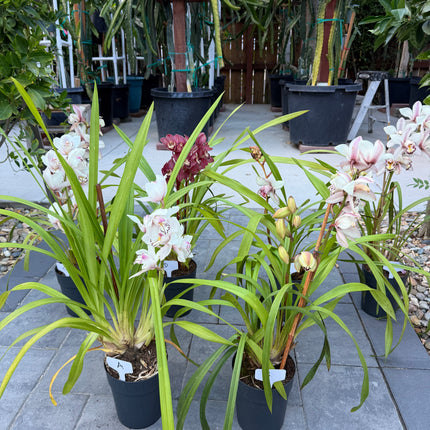 Cymbidium Sale