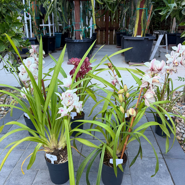 Cymbidium Sale