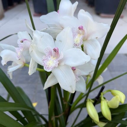 White Cymbidium Orchid
