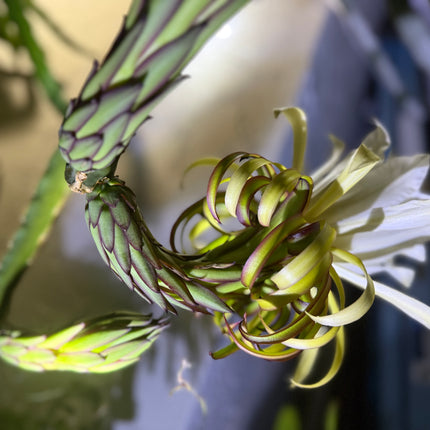 Albino Ocamponis Dragon Fruit Live cutting (12") and rooted plant