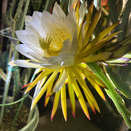 Ocamponis cristal dragon fruit live cutting (12")