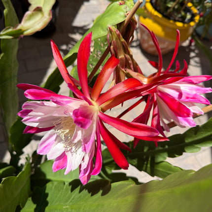 Rare Clown Epiphyllum live cuttings