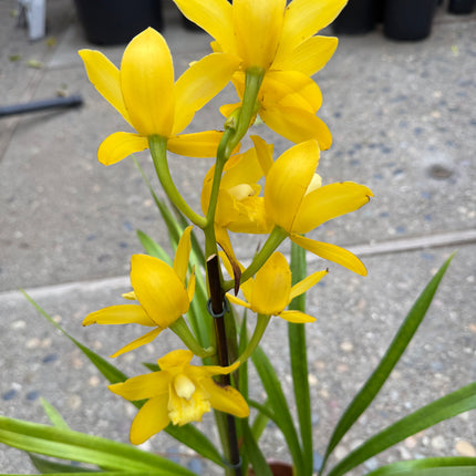 Yellow Cymbidium (Yellow Boat Orchid) live plant