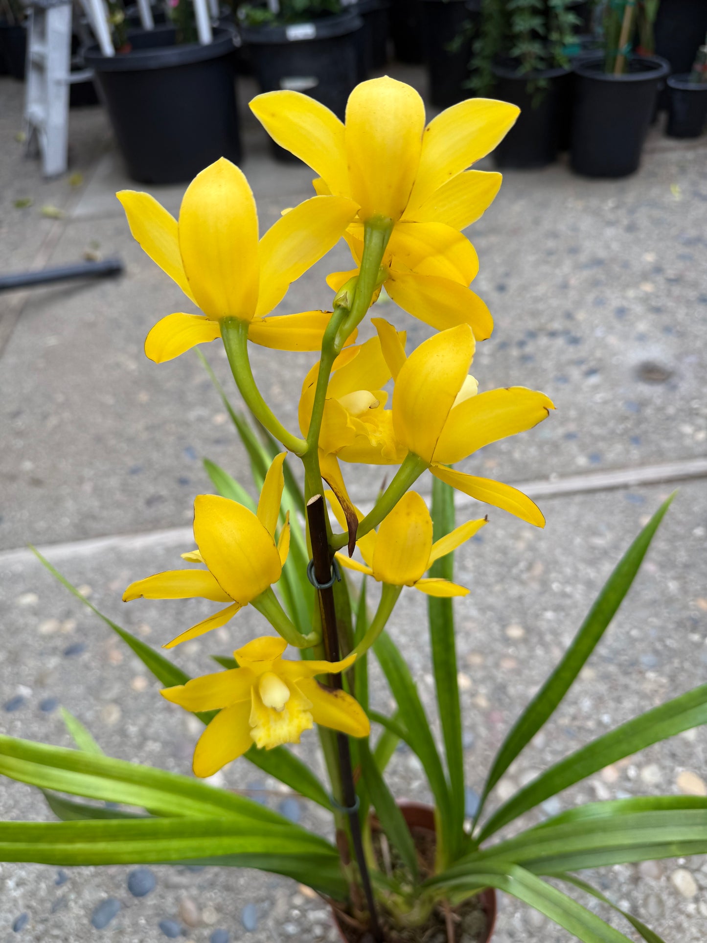 Yellow Cymbidium (Yellow Boat Orchid) live plant