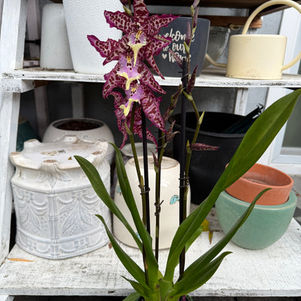 Dancing-lady Orchid (Miltonia clowesii oncidium hybrid) live plant