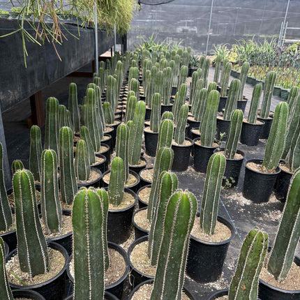 Mexican Fence Post "Pachycereus marginatus" Live Plant