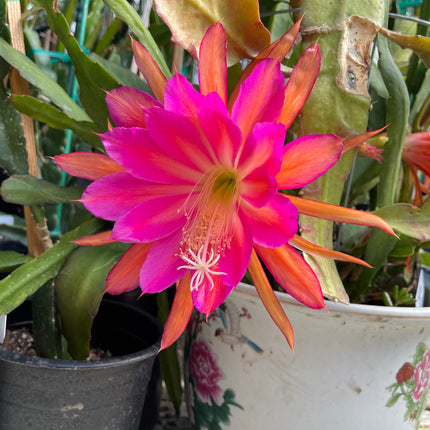 Jeffrey Kida Epiphyllum