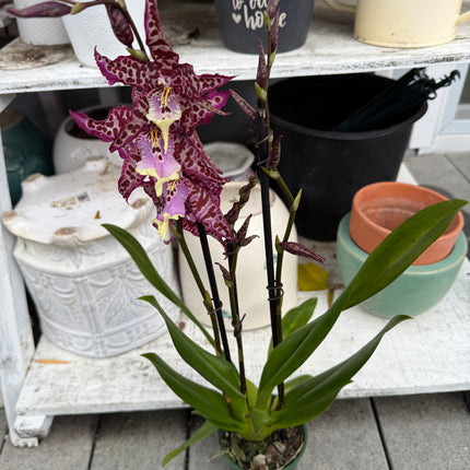 Dancing-lady Orchid (Miltonia clowesii oncidium hybrid) live plant