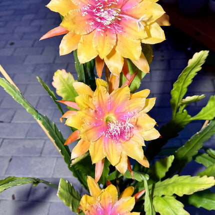 Epiphyllum “Masada”, “Padre” & Zeus-XL rare cuttings 12"