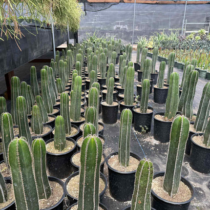 Mexican Fence Post "Pachycereus marginatus" Live Plant