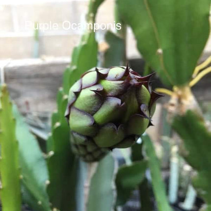 Ocamponis Grilla, Albino, Red and Purple cuttings and rooted plants