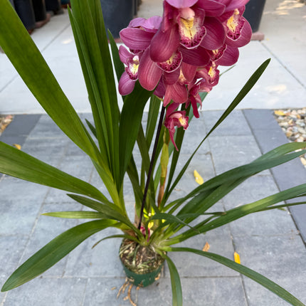 Cymbidium Burgundy (Boat Orchid)