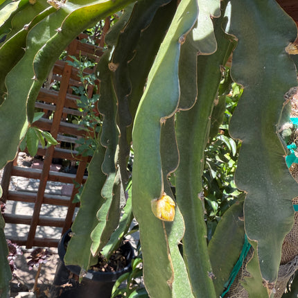 LaVern Red dragon fruit live cuttings 12"