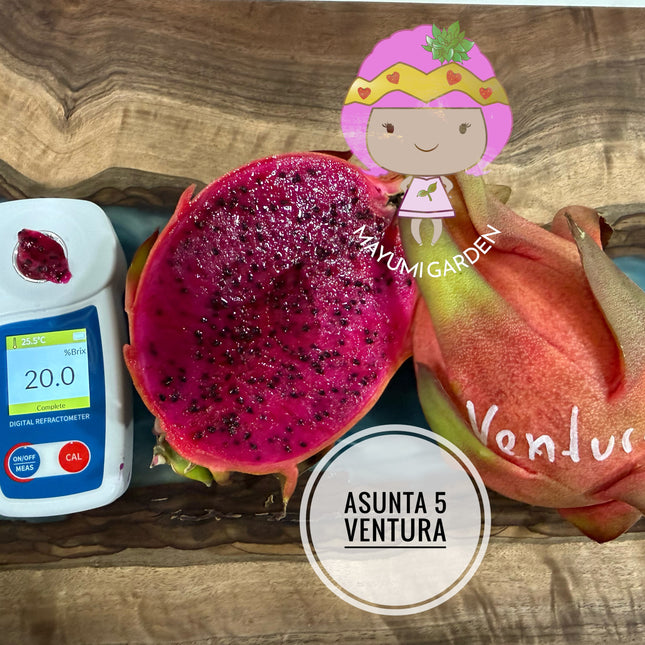 Asunta 5 Ventura
